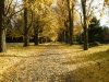 woodmont_gingko_lane